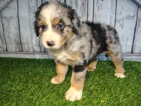 Hudson, a male Australian Shepherd and Bernese Mountain Dog for sale in Fort Wayne, IN – 6 of 6