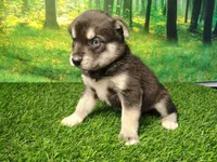 Yogi, a male German Shepherd Dog and Siberian Husky for sale in Fort Wayne, IN – 3 of 4