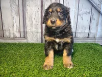 Harper, a female Australian Shepherd and Bernese Mountain Dog for sale in Fort Wayne, IN – 4 of 6
