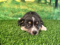 Tina, a female American Bulldog and Australian Shepherd for sale in Fort Wayne, IN – 3 of 3
