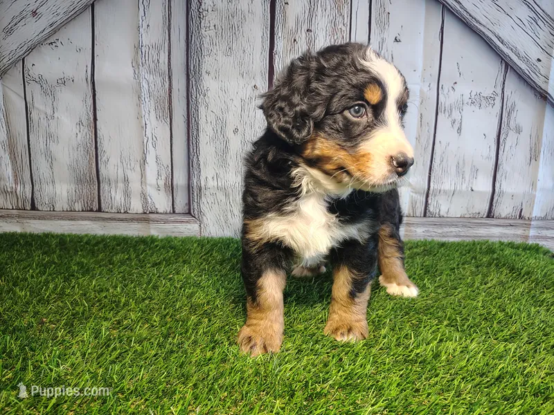 Honey  – Australian Shepherd, Bernese Mountain Dog puppy for sale in Fort Wayne, IN