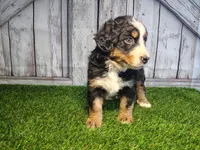 Honey , a female Australian Shepherd and Bernese Mountain Dog for sale in Fort Wayne, IN – 1 of 6