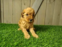 Lucy, a female Poodle - Miniature  for sale in Fort Wayne, IN – 4 of 4