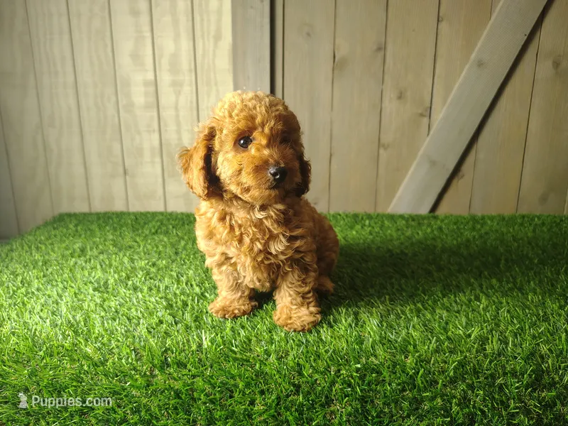 Jill  – Poodle - Toy  puppy for sale in Fort Wayne, IN