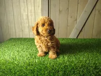 Jill , a female Poodle - Toy  for sale in Fort Wayne, IN – 1 of 6