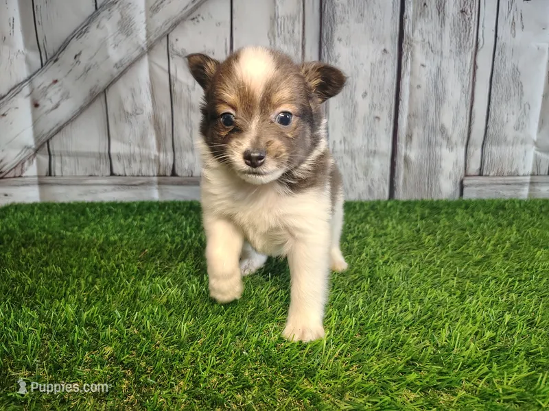Louie – Pomeranian, Poodle - Miniature  puppy for sale in Fort Wayne, IN