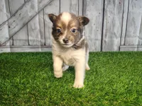 Louie, a male Pomeranian and Poodle - Miniature  for sale in Fort Wayne, IN – 1 of 5