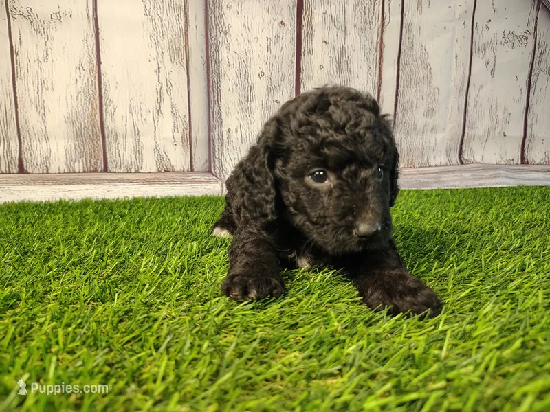 Denver  – Miniature Goldendoodle puppy for sale in Fort Wayne, IN