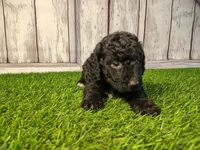 Denver , a male Miniature Goldendoodle for sale in Fort Wayne, IN – 1 of 4