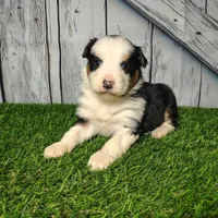 Cleo, a female Australian Shepherd for sale in Fort Wayne, IN – Photo 4 of 4
