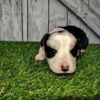 Cleo, a female Australian Shepherd for sale in Fort Wayne, IN – Photo 2 of 4