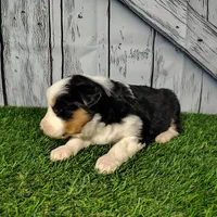 Cleo, a female Australian Shepherd for sale in Fort Wayne, IN – Photo 1 of 4