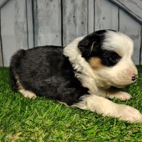 Cleo, a female Australian Shepherd for sale in Fort Wayne, IN – Photo 3 of 4