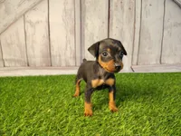 Anna, a female Miniature Pinscher for sale in Fort Wayne, IN – 2 of 6