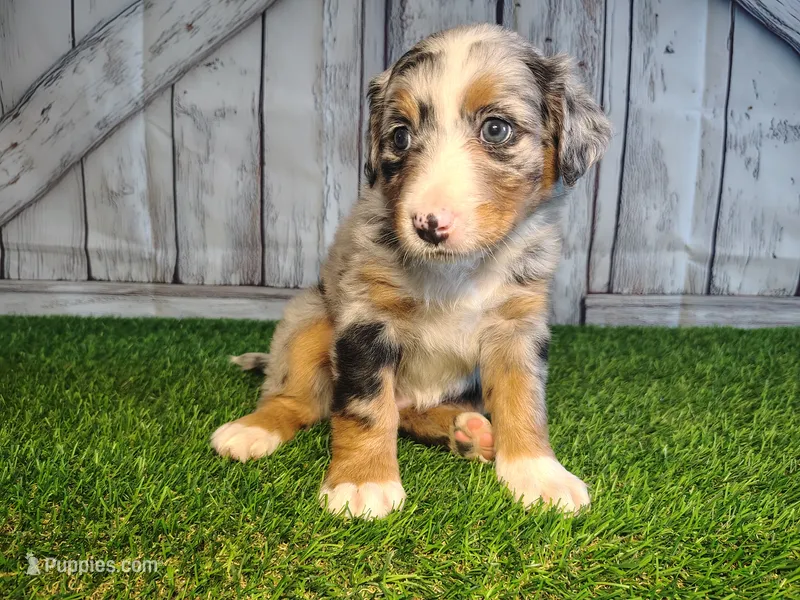 Hazel – Australian Shepherd, Bernese Mountain Dog puppy for sale in Fort Wayne, IN