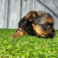 Yara, a female Yorkshire Terrier for sale in Fort Wayne, IN – Photo 3 of 5