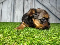 Yara, a female Yorkshire Terrier for sale in Fort Wayne, IN – Photo 3 of 5