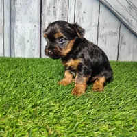 Yara, a female Yorkshire Terrier for sale in Fort Wayne, IN – Photo 1 of 5