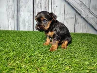 Yara, a female Yorkshire Terrier for sale in Fort Wayne, IN – Photo 1 of 5