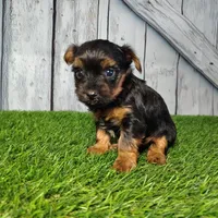 Yara, a female Yorkshire Terrier for sale in Fort Wayne, IN – Photo 4 of 5