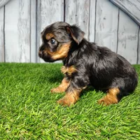 Yara, a female Yorkshire Terrier for sale in Fort Wayne, IN – Photo 2 of 5