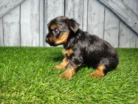 Yara, a female Yorkshire Terrier for sale in Fort Wayne, IN – Photo 2 of 5