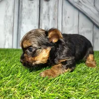 Yara, a female Yorkshire Terrier for sale in Fort Wayne, IN – Photo 5 of 5