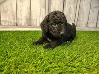 Denver , a male Miniature Goldendoodle for sale in Fort Wayne, IN – 3 of 4
