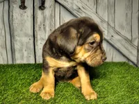 Esme, a female German Shepherd Dog and Labrador Retriever for sale in Fort Wayne, IN – Photo 2 of 4