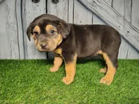 Esme, a female German Shepherd Dog and Labrador Retriever for sale in Fort Wayne, IN – Photo 1 of 4