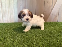 Jagger, a male Poodle - Toy  for sale in Fort Wayne, IN – 4 of 5