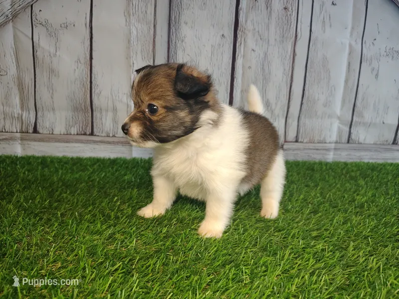 Leo – Pomeranian, Poodle - Miniature  puppy for sale in Fort Wayne, IN