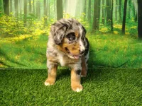 Amika, a female Australian Shepherd and Bernese Mountain Dog for sale in Fort Wayne, IN – 3 of 4