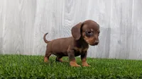 Mandy, a female Miniature Dachshund for sale in Fort Wayne, IN – 2 of 4