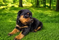 Maverick , a male Rottweiler for sale in Fort Wayne, IN – 2 of 3