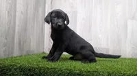 Joey, a male Labrador Retriever for sale in Fort Wayne, IN – 2 of 2