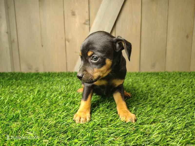 Millie – Miniature Pinscher puppy for sale in Fort Wayne, IN