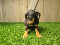 Millie, a female Miniature Pinscher for sale in Fort Wayne, IN – 1 of 3