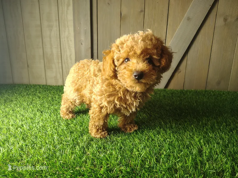 Jack – Poodle - Toy  puppy for sale in Fort Wayne, IN