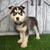 River, a male Siberian Husky for sale in Fort Wayne, IN – Photo 6 of 9