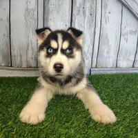 River, a male Siberian Husky for sale in Fort Wayne, IN – Photo 1 of 9
