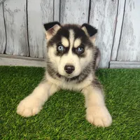 River, a male Siberian Husky for sale in Fort Wayne, IN – Photo 8 of 9