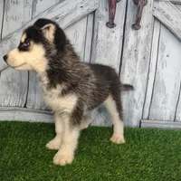 River, a male Siberian Husky for sale in Fort Wayne, IN – Photo 3 of 9