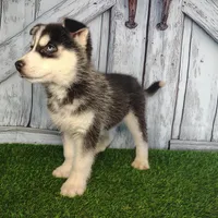 River, a male Siberian Husky for sale in Fort Wayne, IN – Photo 4 of 9