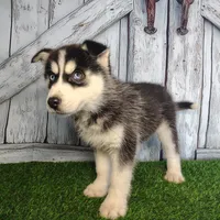 River, a male Siberian Husky for sale in Fort Wayne, IN – Photo 7 of 9