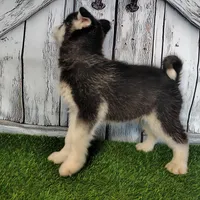River, a male Siberian Husky for sale in Fort Wayne, IN – Photo 5 of 9