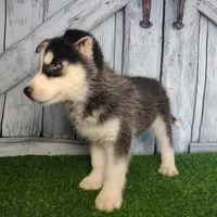 River, a male Siberian Husky for sale in Fort Wayne, IN – Photo 2 of 9