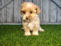 Sage, a female Maltese for sale in Fort Wayne, IN – 2 of 4