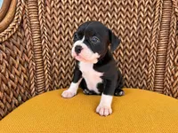 Laramie , a female Olde English Bulldogge for sale in Fort Wayne, IN – 3 of 4