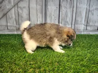 Luna, a female Pomeranian and Poodle - Miniature  for sale in Fort Wayne, IN – 4 of 4